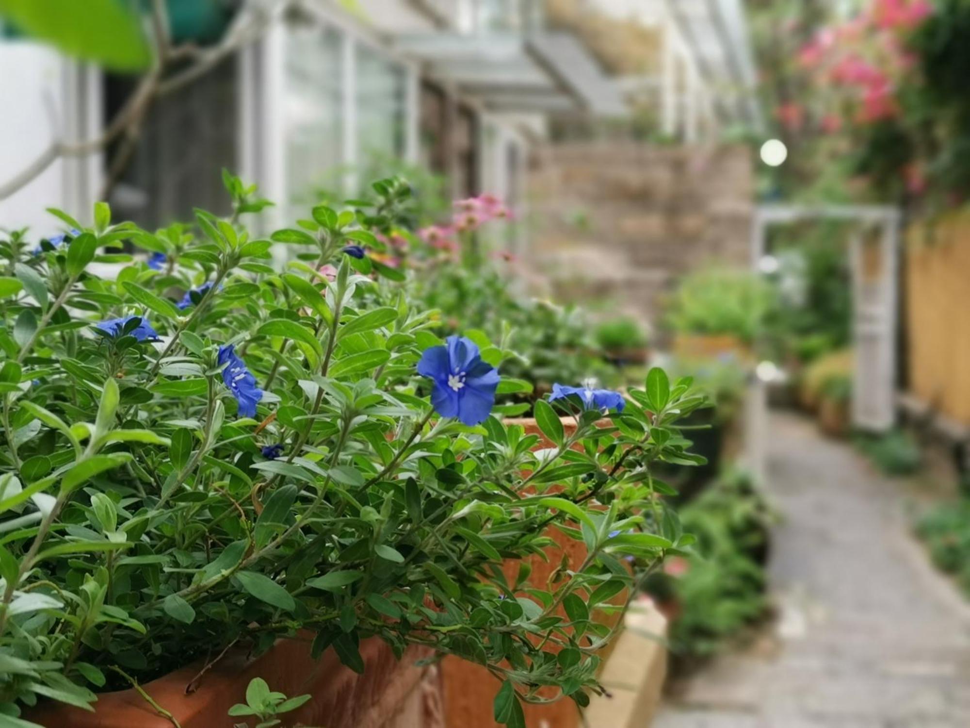 Shenzhen No'6 Garden Villa --French Window With Garden View,Close To Sea World &Shekou Ferry Port &K11 Ecoast &Subway Nearby ,Offer Western Food And Coffee &English Speaking With Tour Services Extérieur photo